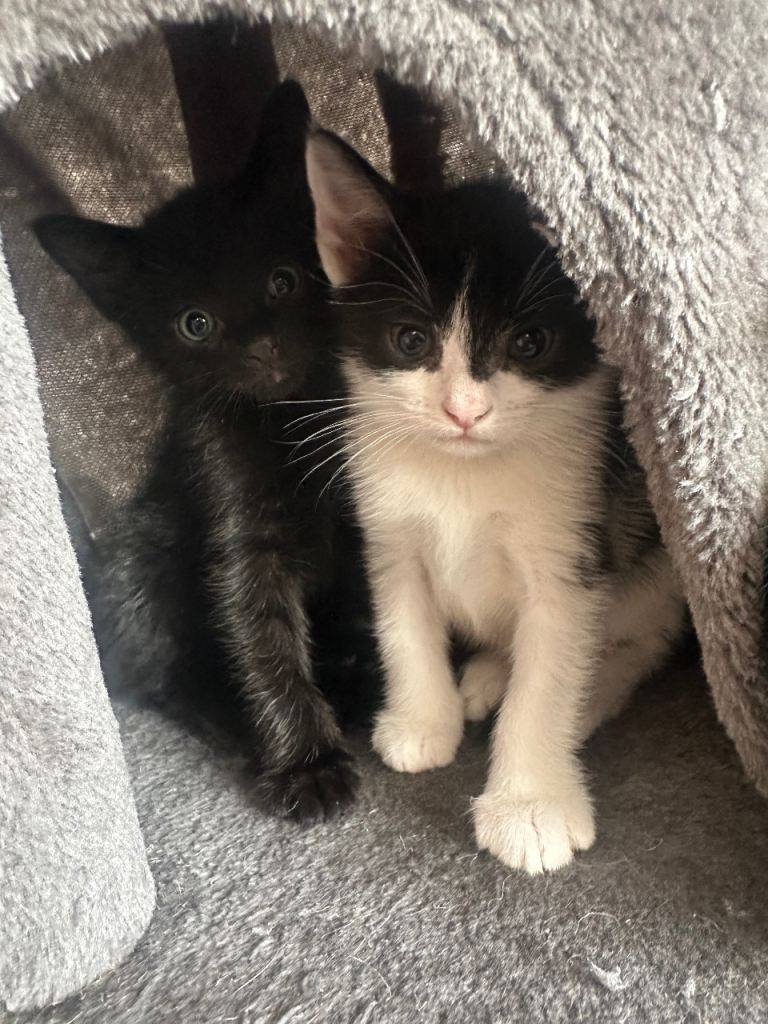 Kitten looking for a new home