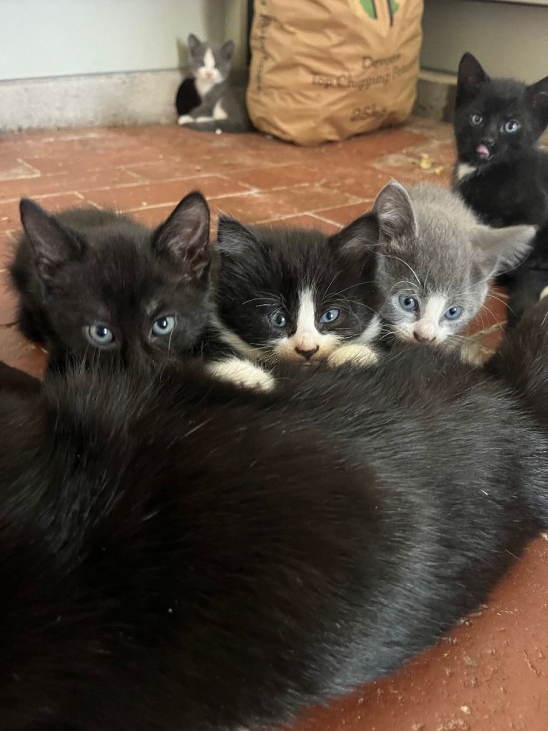 Farm Kittens for sale