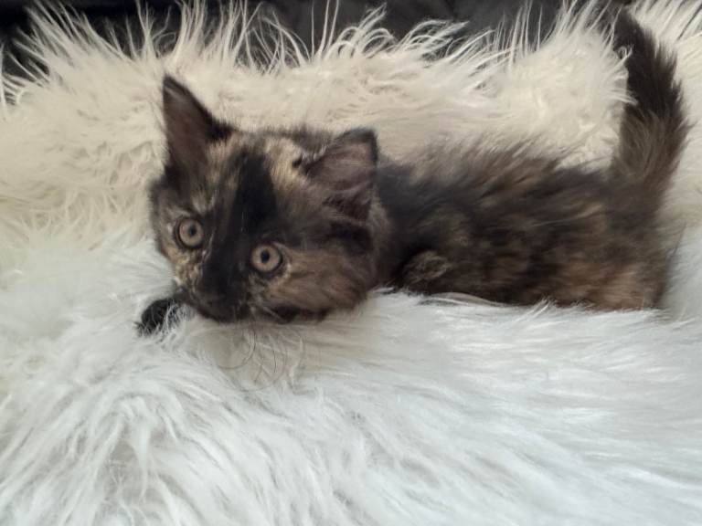 Adorable Female Predoll Kitten – Only £100 🐾