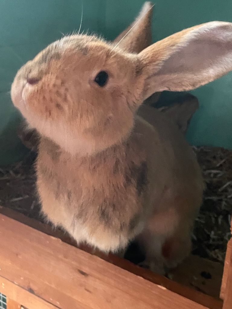 Continental giant rabbit