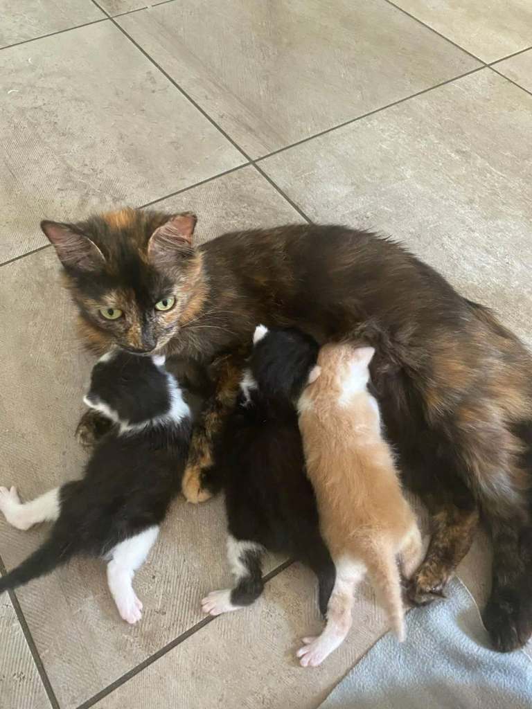 kitten