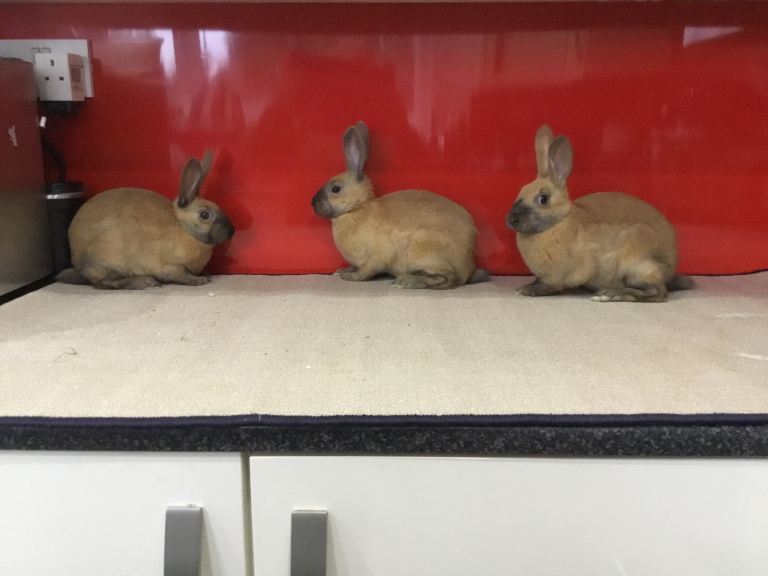 English Rabbits for sale 