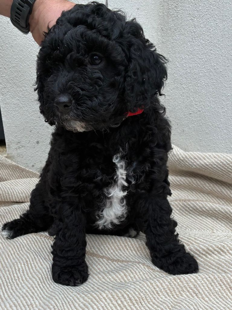F2 Toy Cockapoo