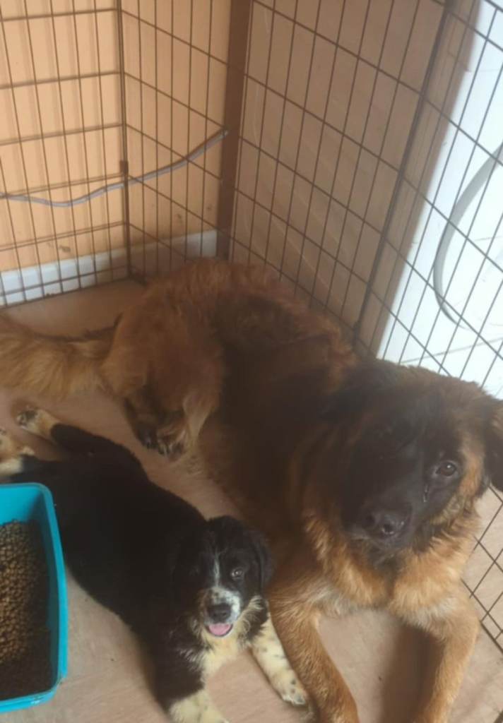Newfoundland cross puppies 