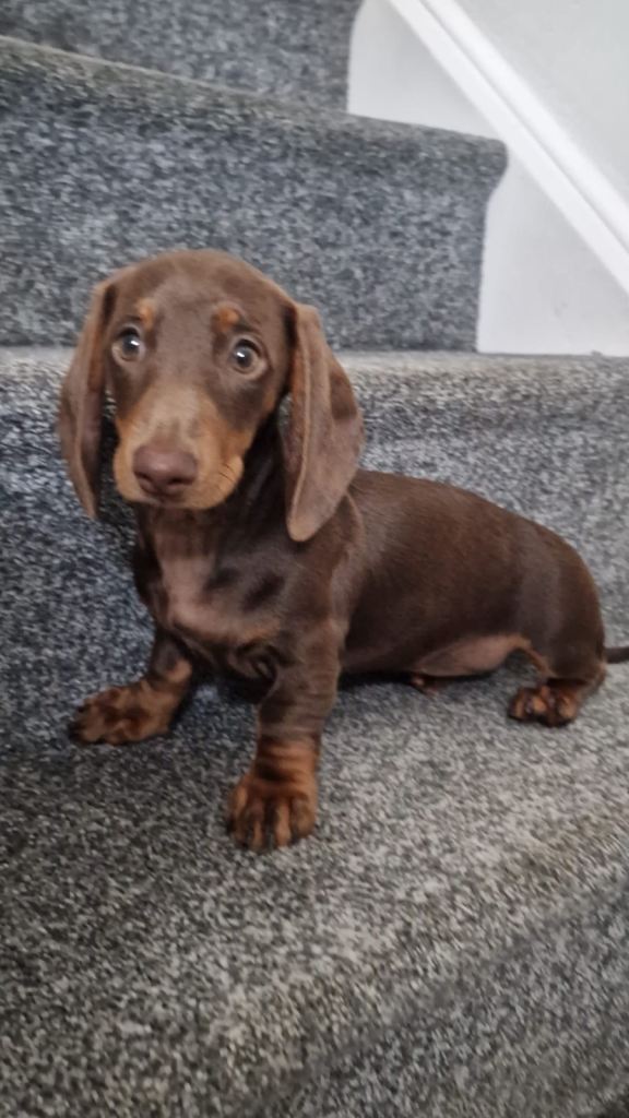 Fully vaccinated female miniature dachshund pup!