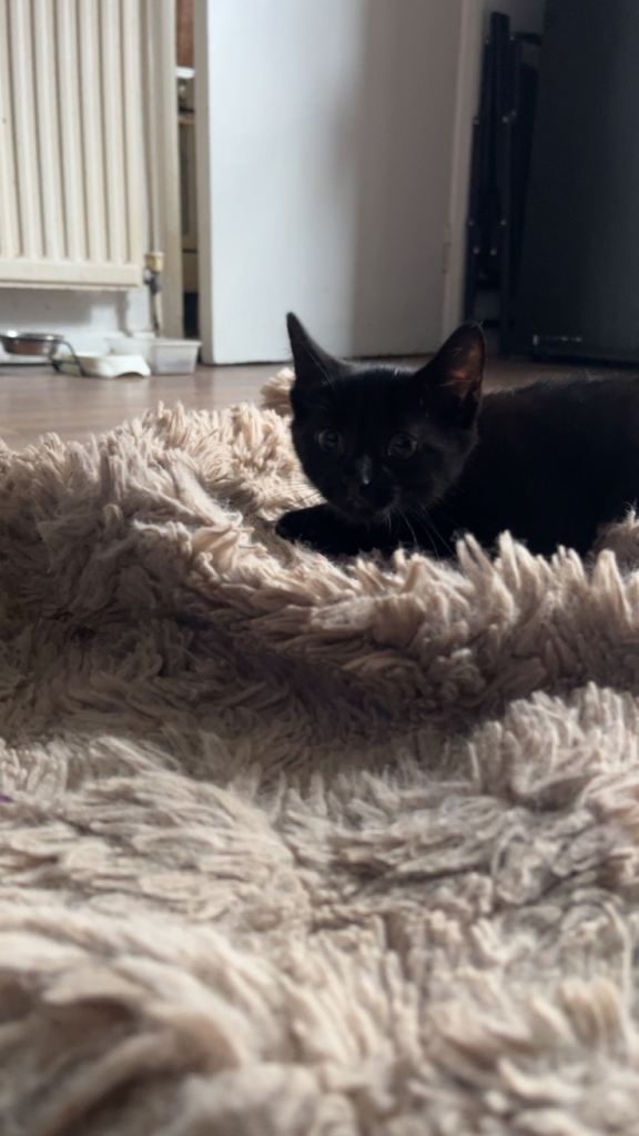 Beautiful Black Kitten (Girl)