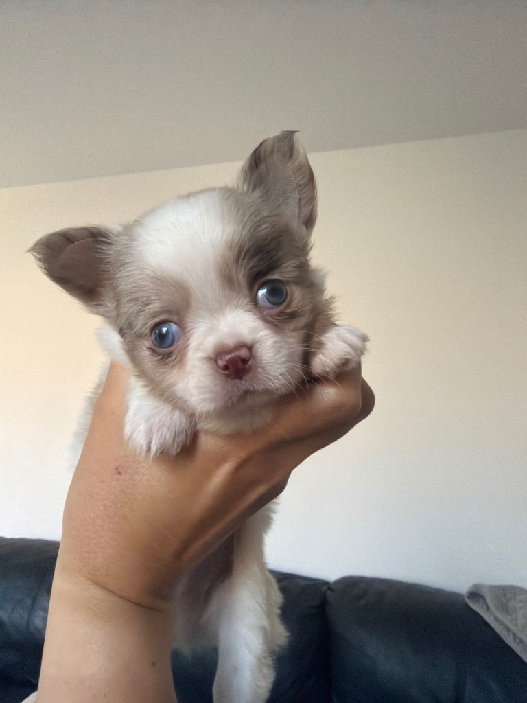 Long coat chihuahua pup ready now 
