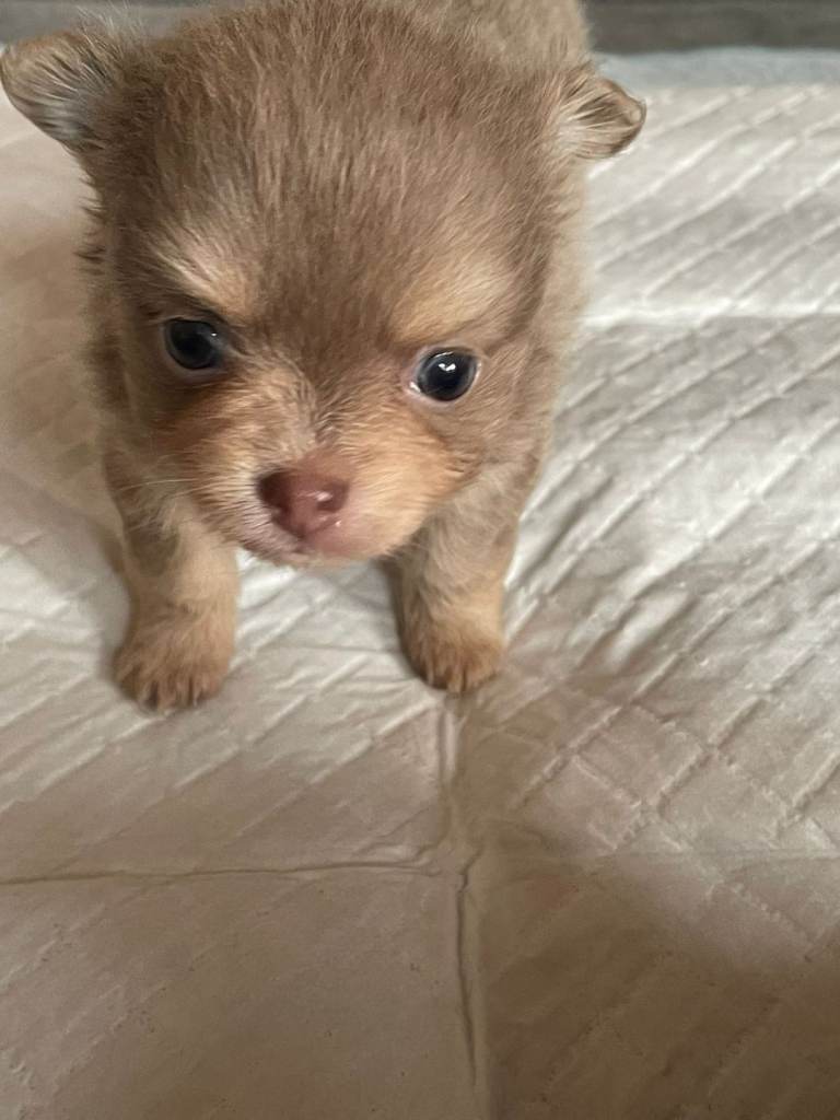 Pomchi puppies 