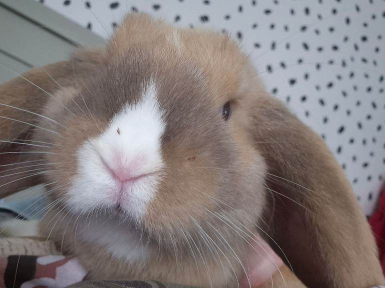 Mini lop rabbit