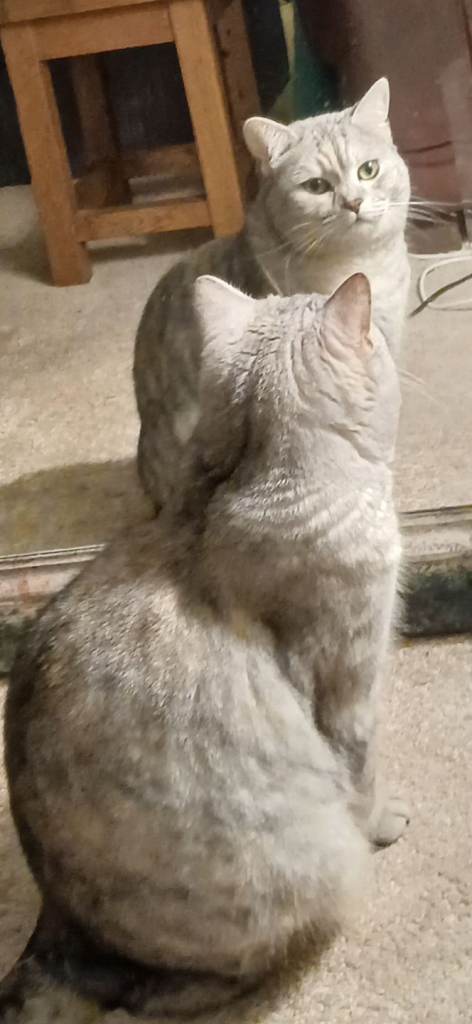 Good home needed for beautiful female cat