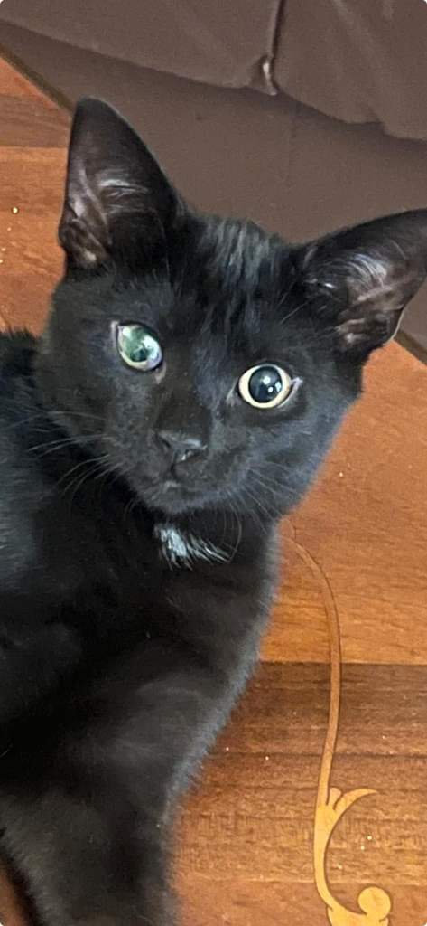 Tuxedo, Bombay & Male Kitten Looking for Loving Homes 🩷🐾