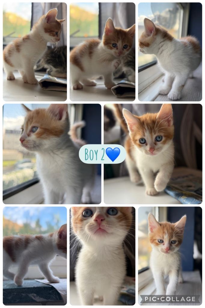 Kittens💙🩷