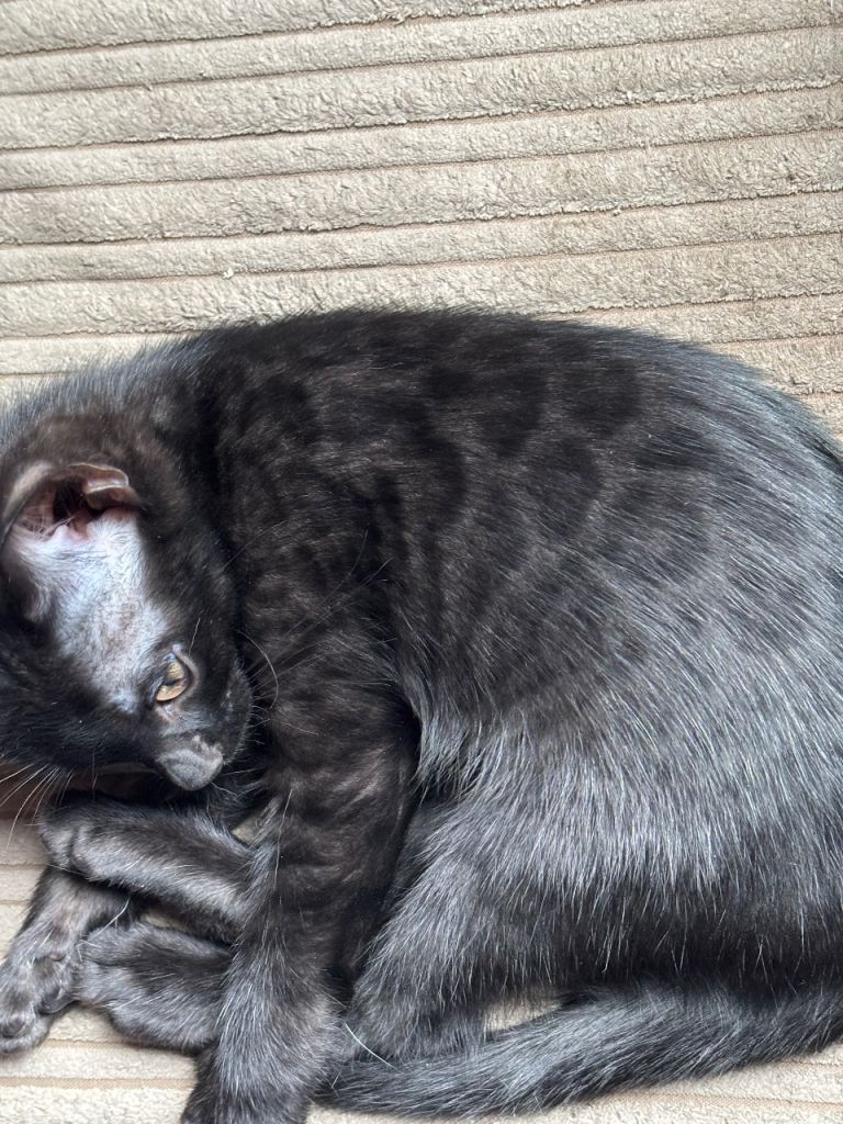 LAST 1 STUNNING MELANISTIC BLACK FEMALE BENGAL KITTEN 
