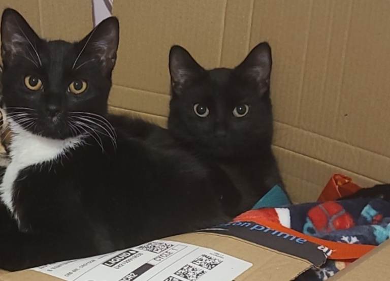 Kleo and Socks are a 2-year-old brother and sister pair.