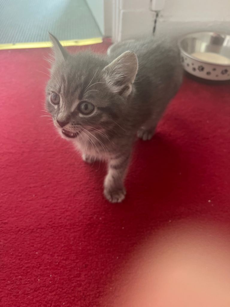 Kitten for sale 