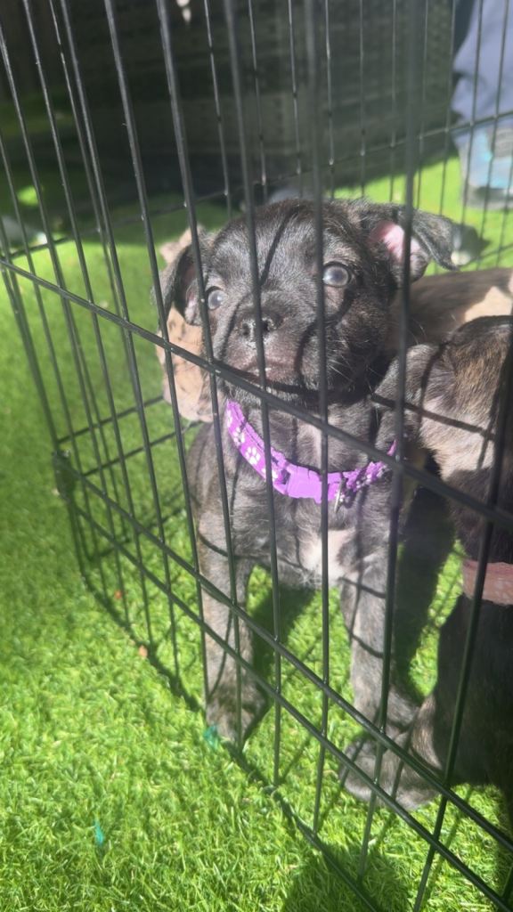 Puppy’s 