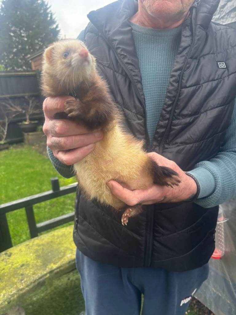 Ferrets for sale