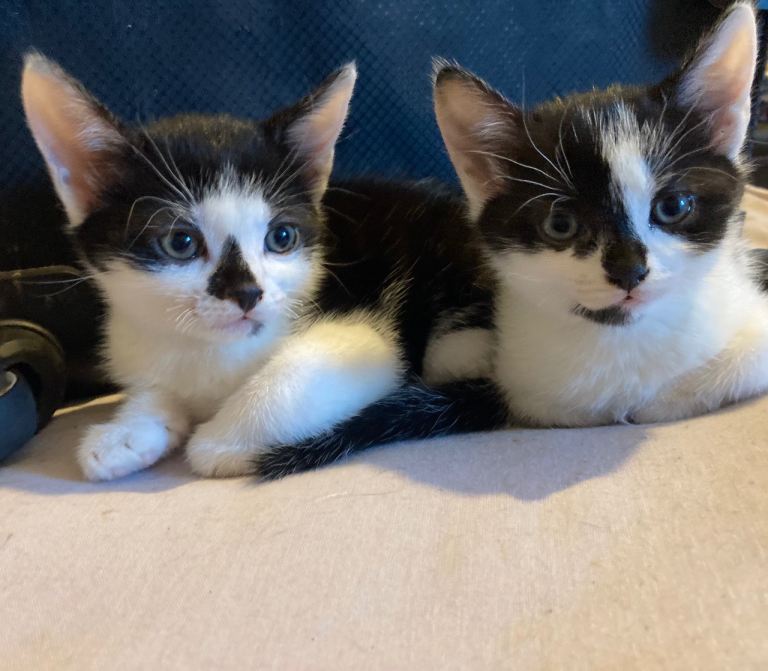2 kittens 