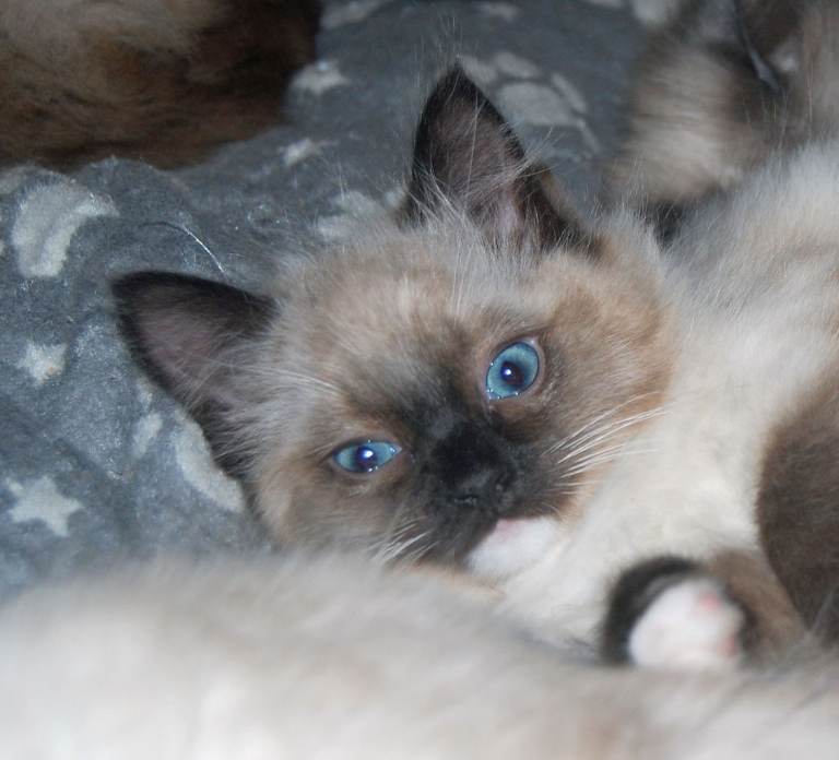 Ragdoll Kittens - 3 Seal Point Girls - READY NOW. Price each. Lochcarron/Inverness