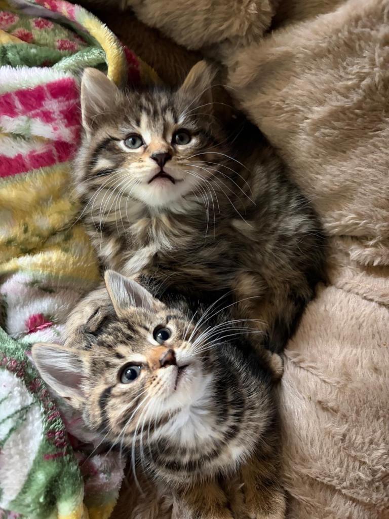 Adorable kittens ready to leave