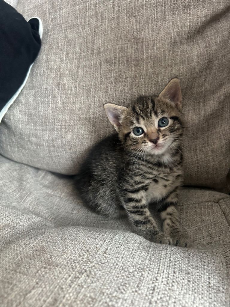 Female and male Bengal cross kittens 