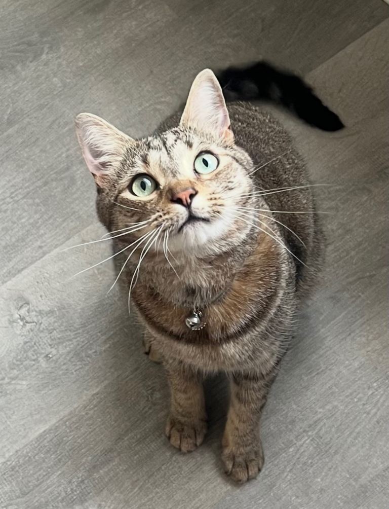Gorgeous male tabby cat 