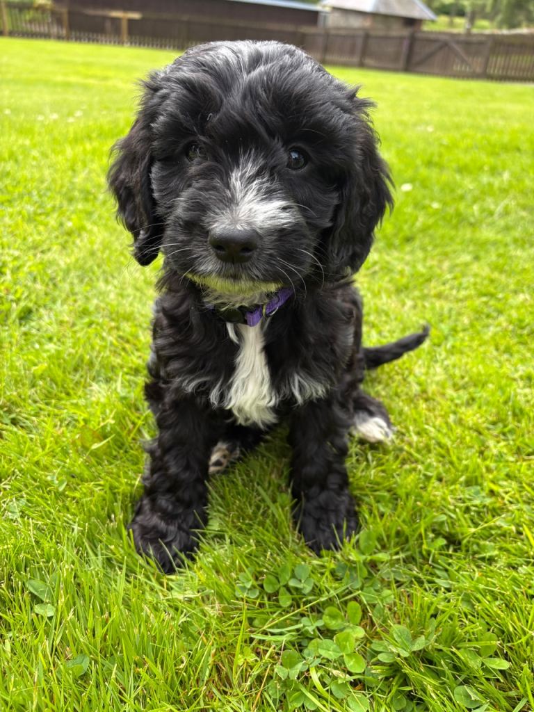 F1 female Cockapoo puppies