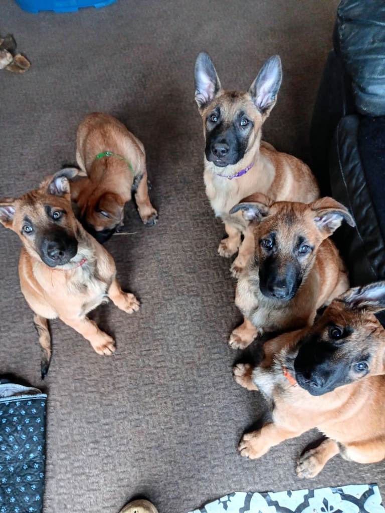 Belgian Shepherd Puppies 