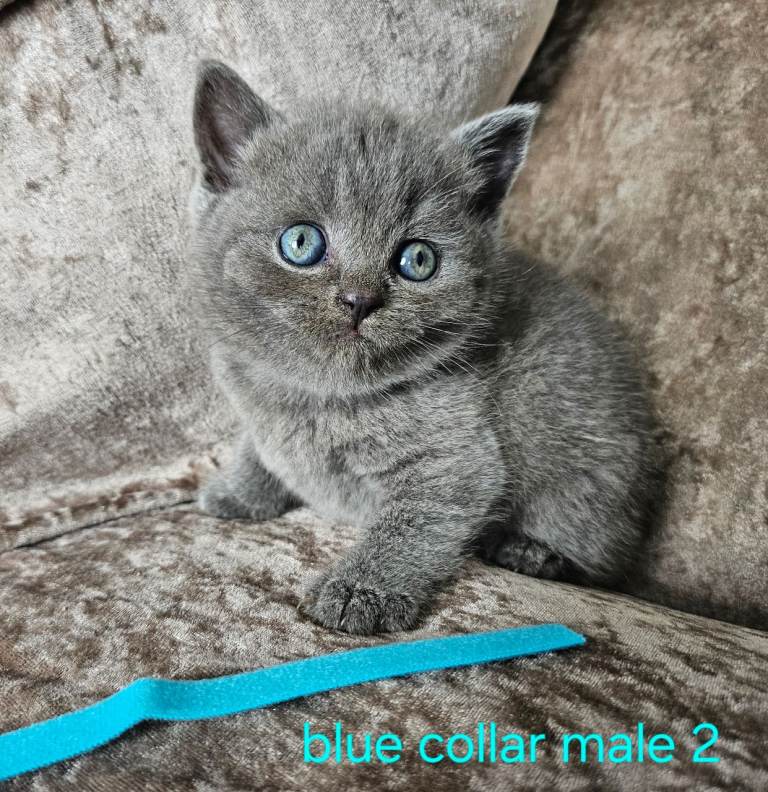 2 pedigree British blue shorthairs kittens