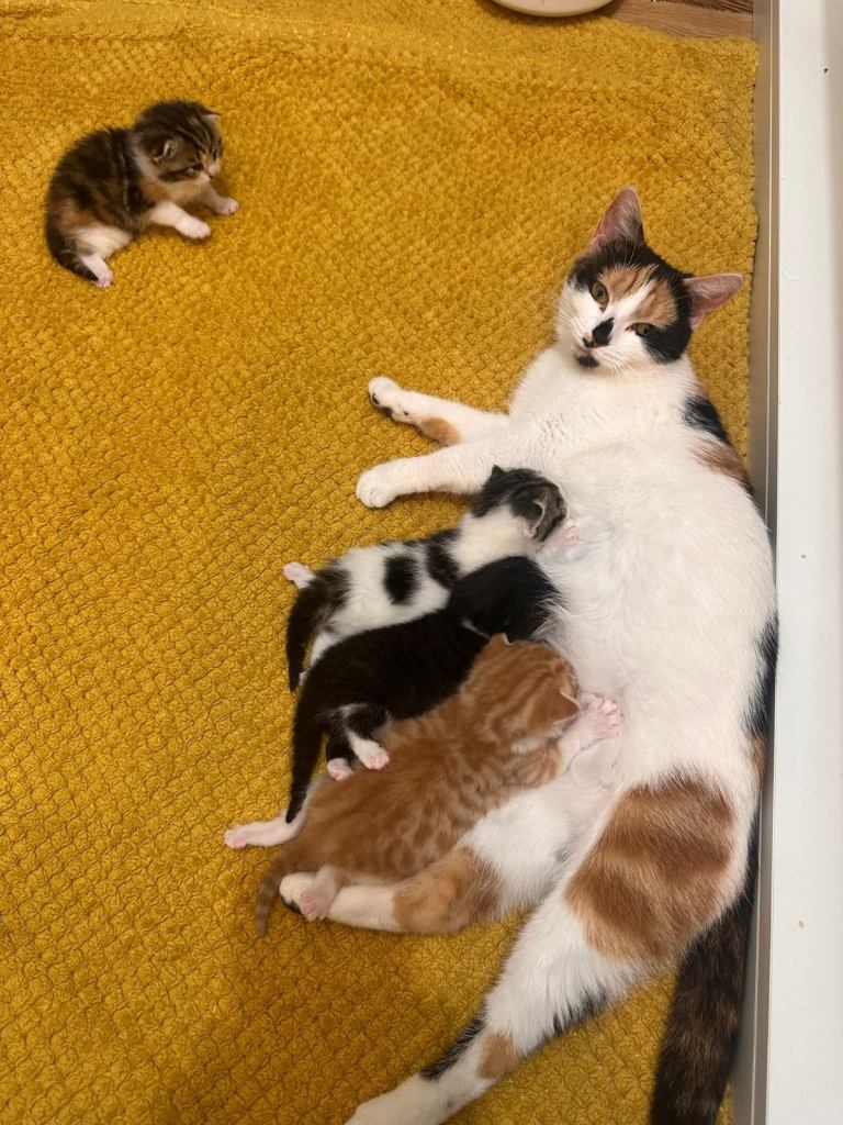 Kittens for sale