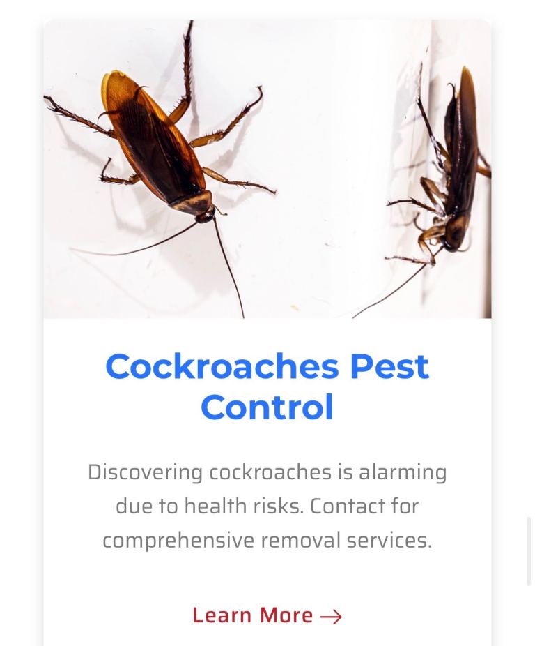 Rat, mice, cockroaches, bedbugs, someday call out available cover all south east London Mouse 
