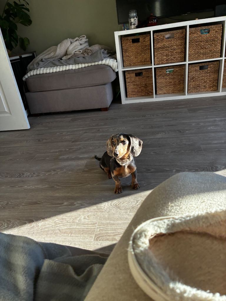 Miniature dachshund 6 months old