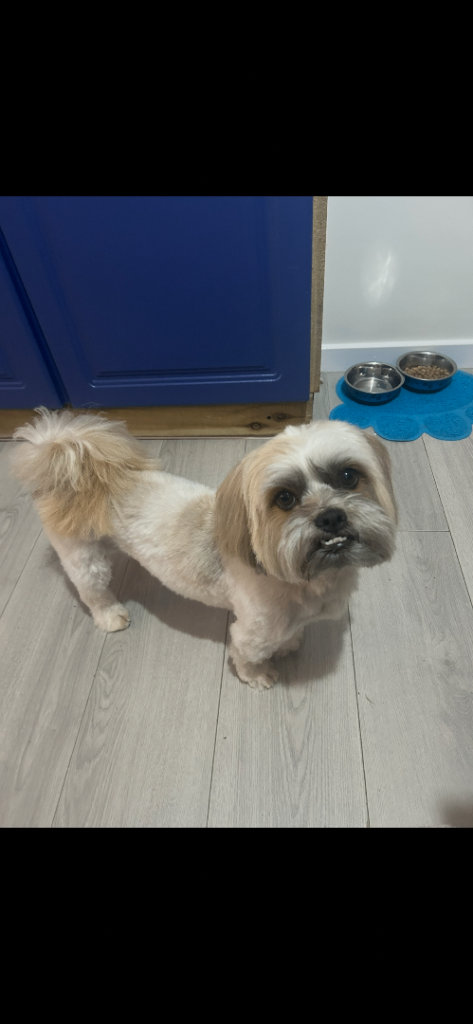 Winston the  Malshi