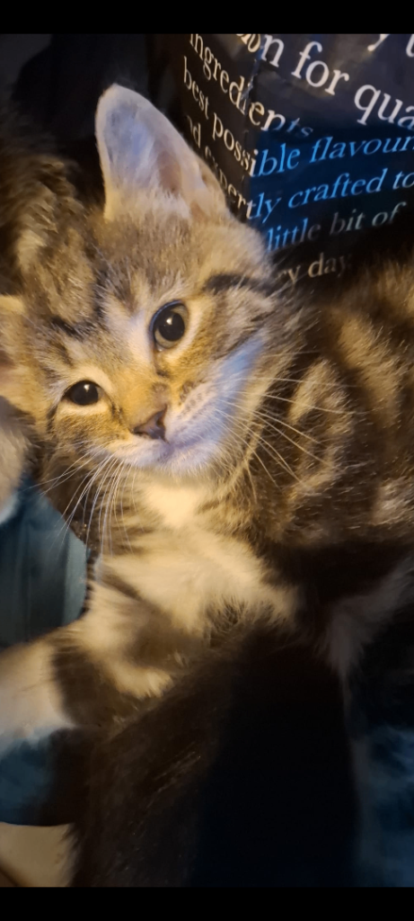 3 beautifull tabby kittens ready 
