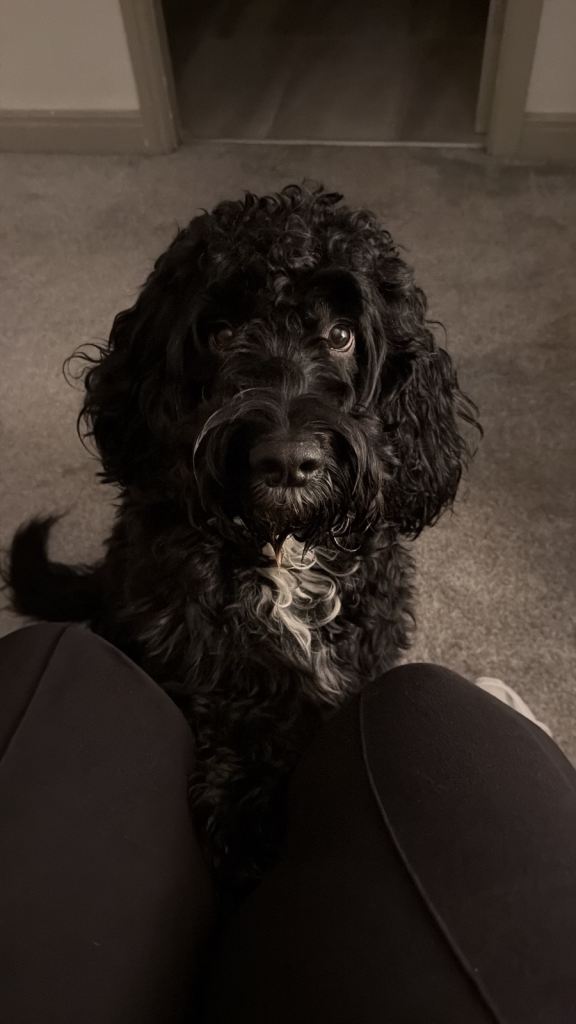 2 Year old Male Sprockerpoo 