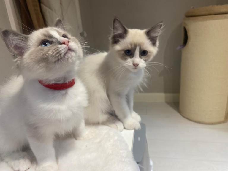 Pure Bred Ragdoll Kittens