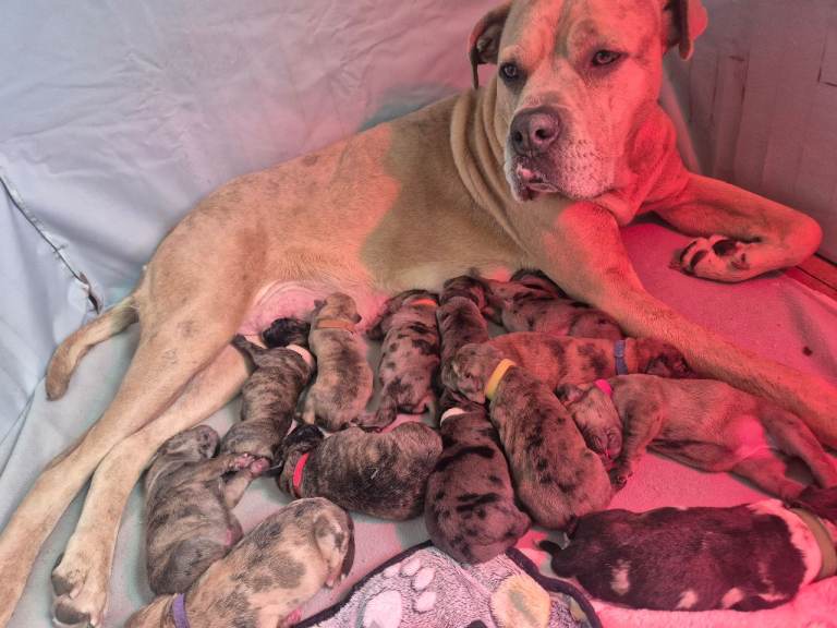 Cane corso cross tibetan mastiff puppies!