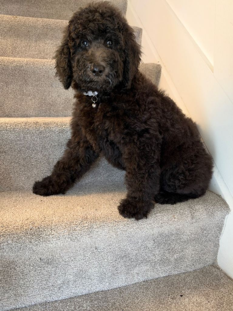 Amazing poodle babies