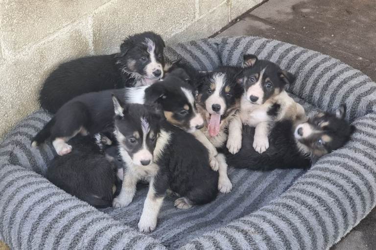 Beautiful Tri Coloured Border Collie Puppies