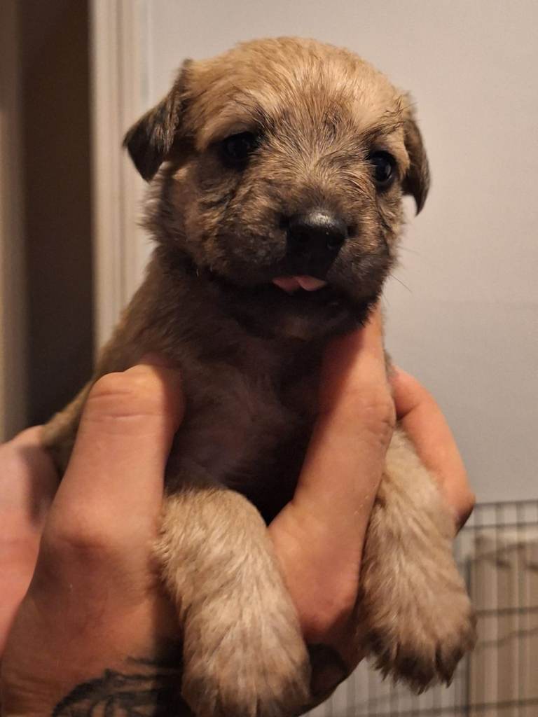 Toy poodle cross french bull-terrier mix