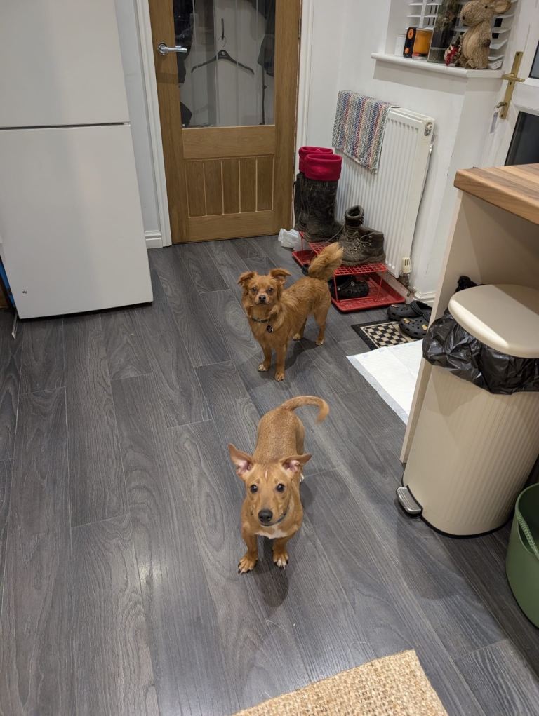 Tommy - Ginger Jack Russell x Dachshund Puppy