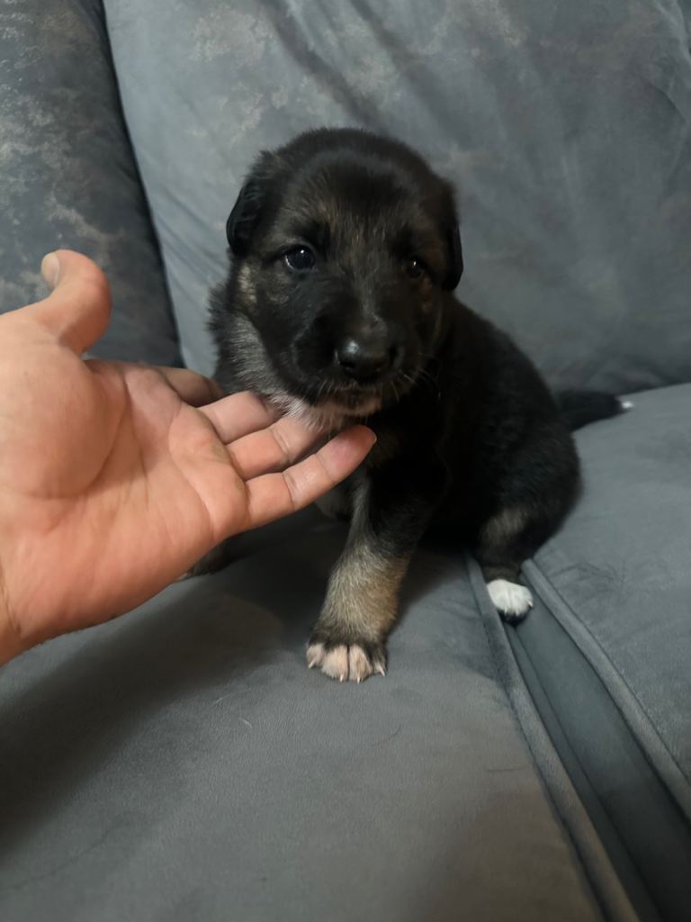 25% border collie & 75% German shepherd -pups