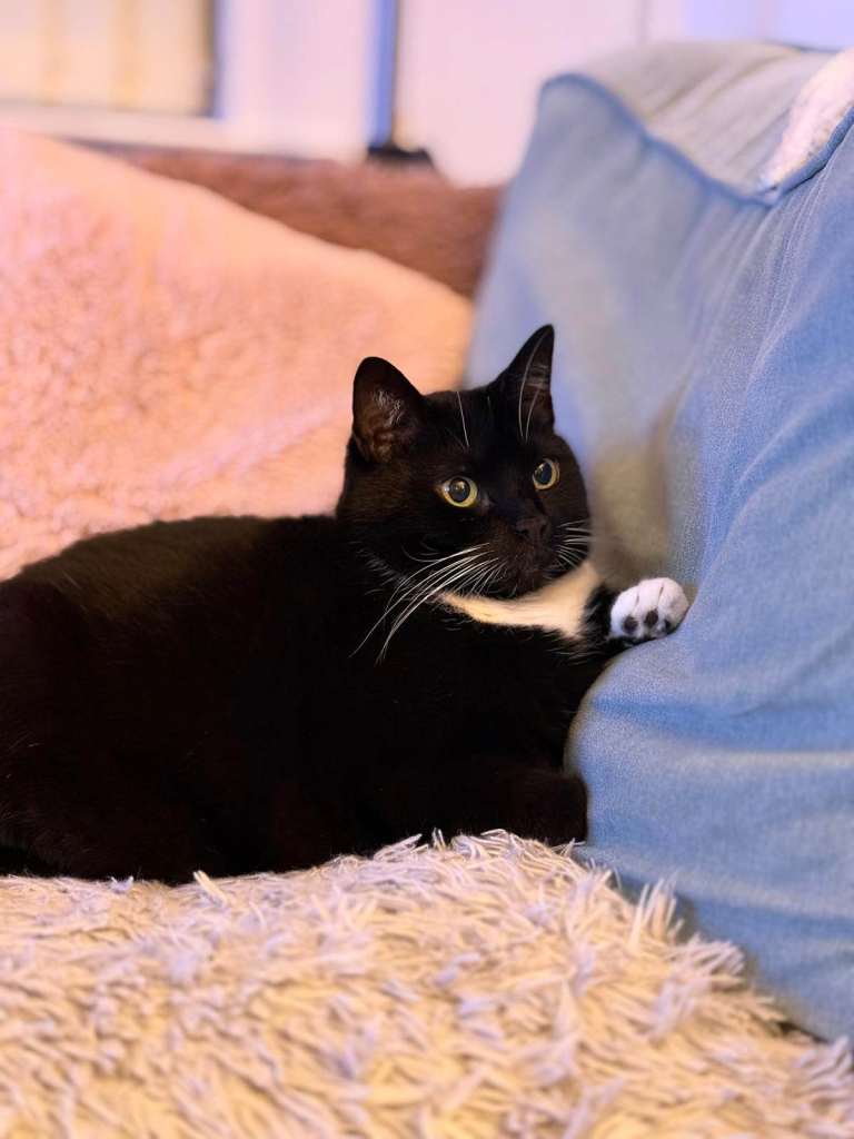 Friendly Choo Choo looking for her forever home