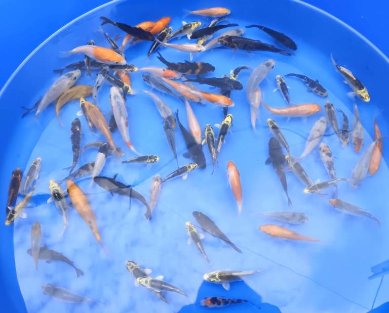 3-5" mixed koi, 4-6" butterfly koi, large koi. PLEASE SEE PRICING