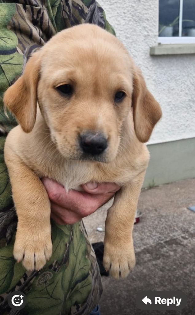 Labrador puppies
