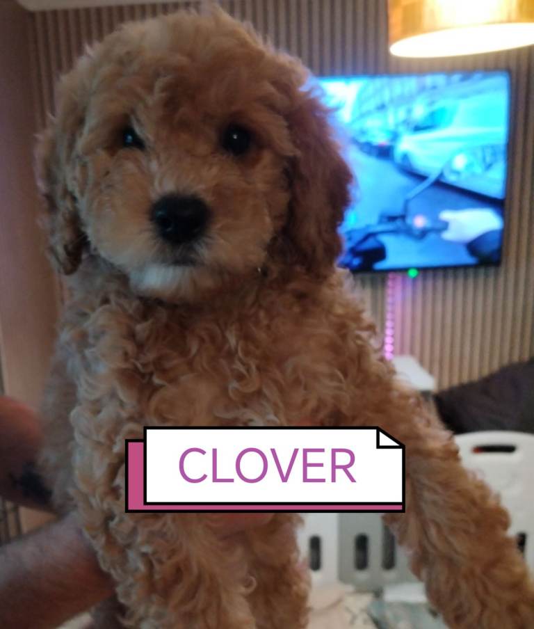 Hypoallergenic Maltipoo x Cockapoo Puppies 