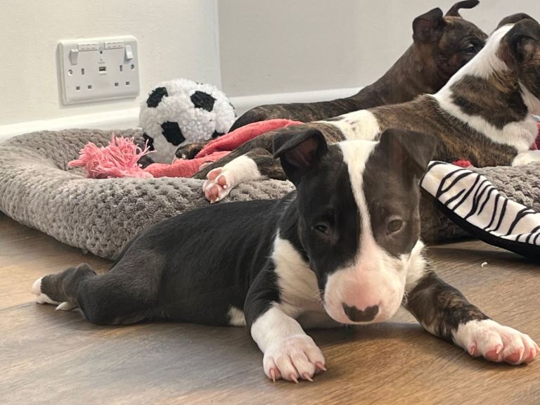 English Bull Terrier 