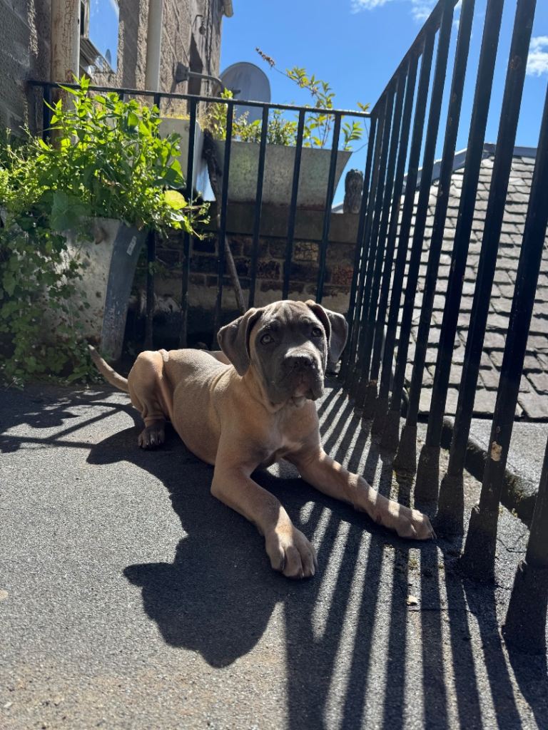 6 month old cane corso puppy 