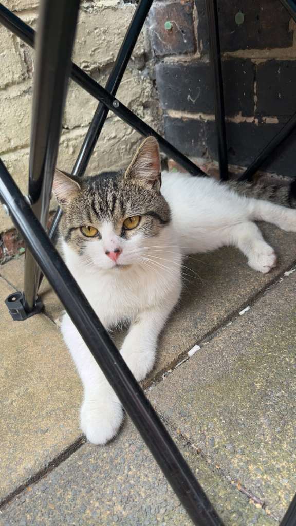 Cats