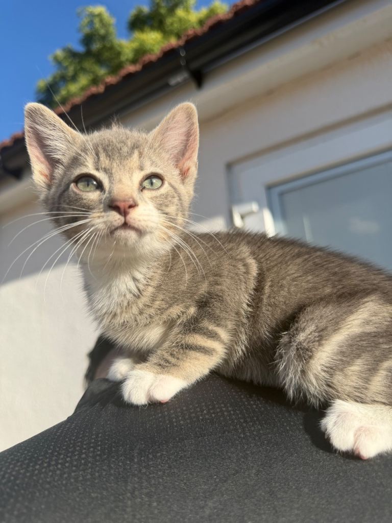 Female kitten 